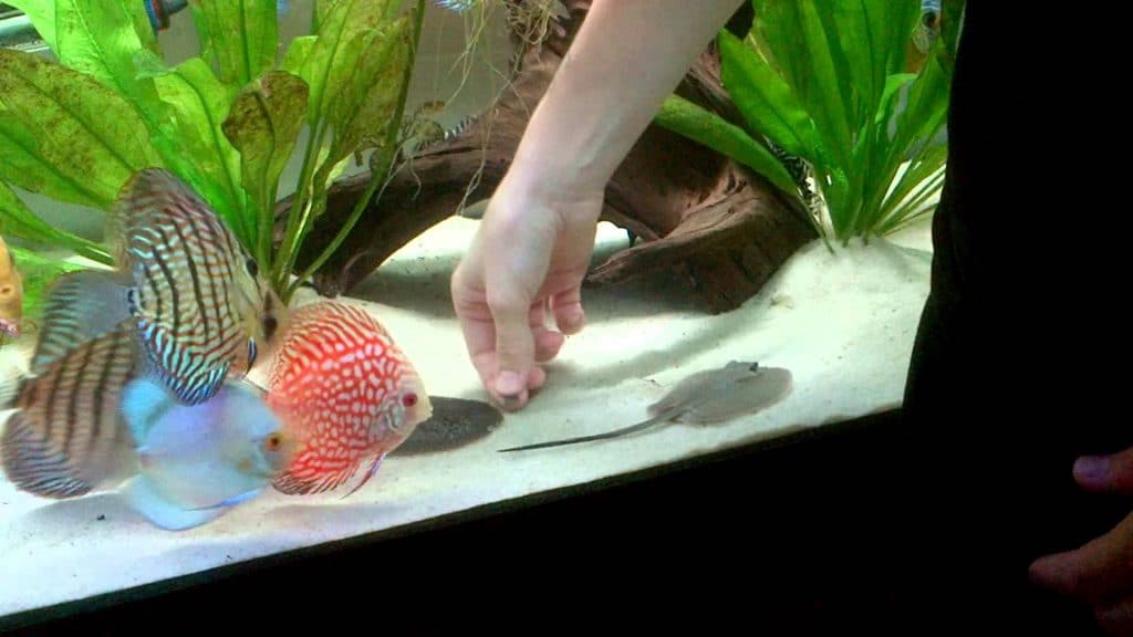 stingray-hand-fed-1024x576.jpg
