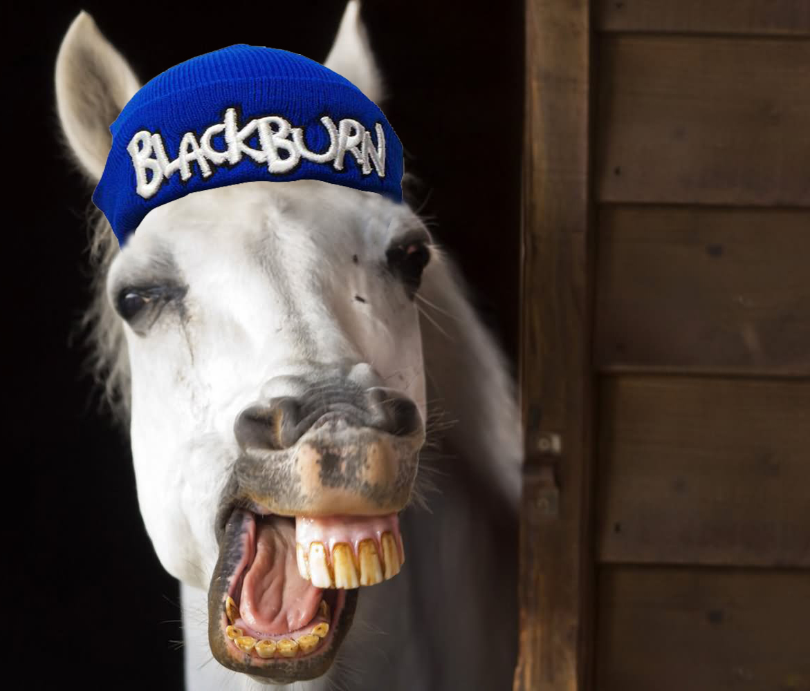 Funny-Horse-Face-Picture.jpg