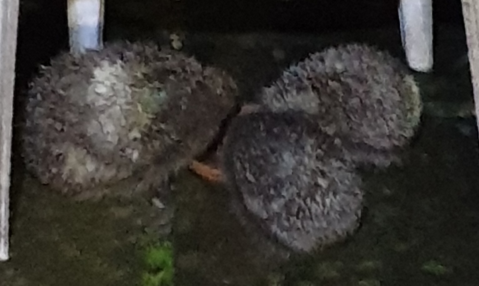 20190922_200417.jpg