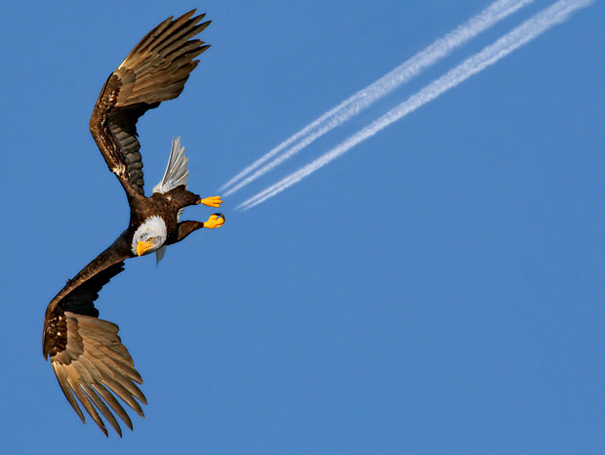 perfectly-timed-photos-39.jpg
