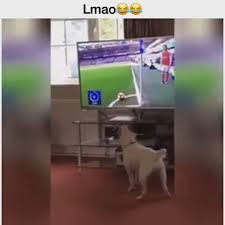 images (4).jpeg