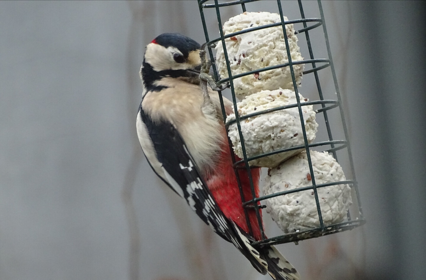 woodpecker.jpg