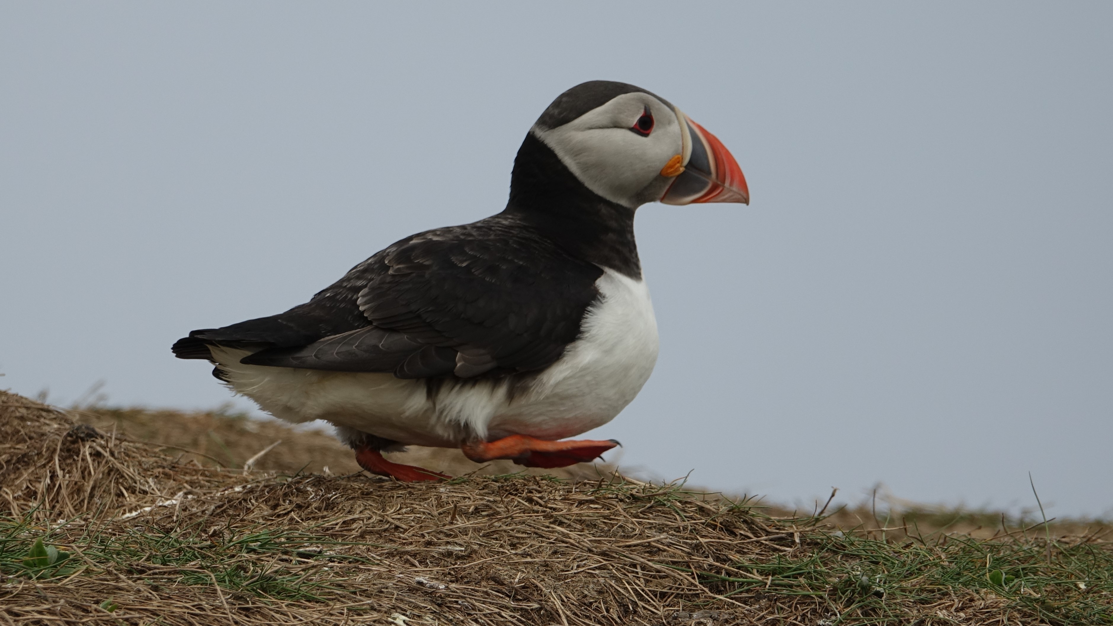 Puffin 2 Fsrne Islands.JPG
