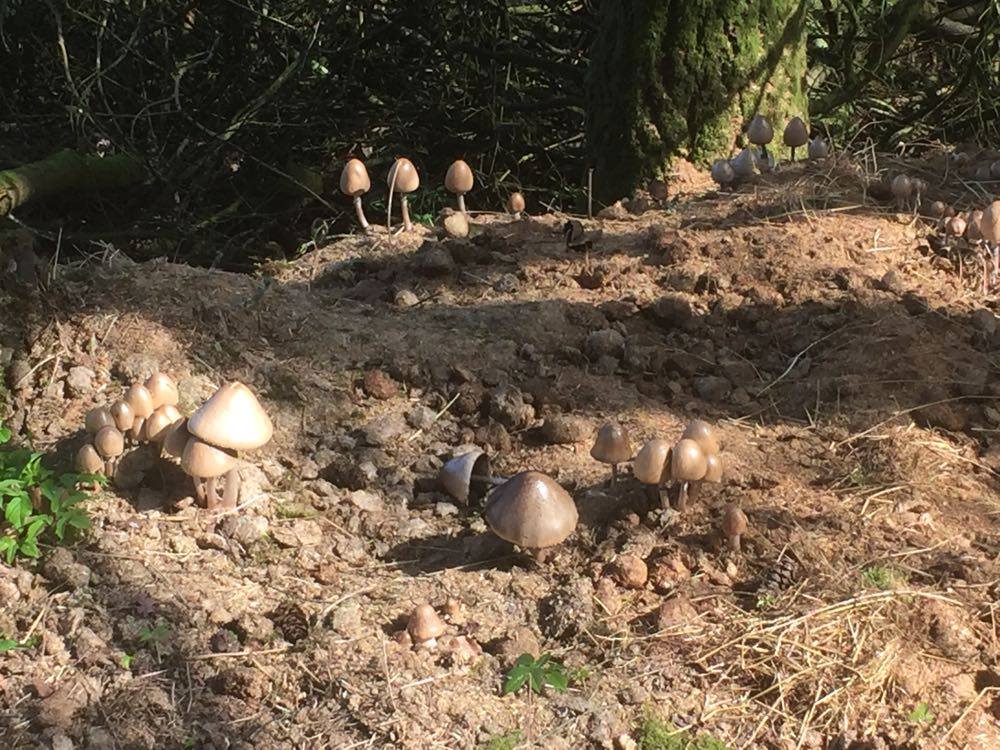 Shrooms.jpg
