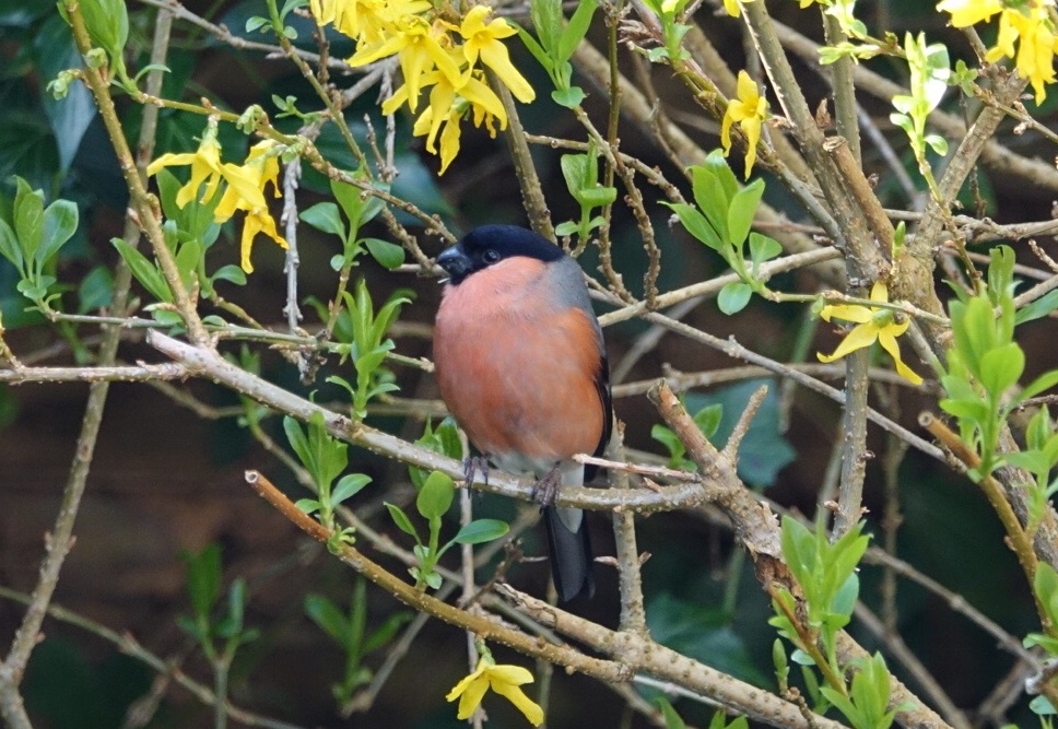 Bullfinch garden 17.04.20.jpg