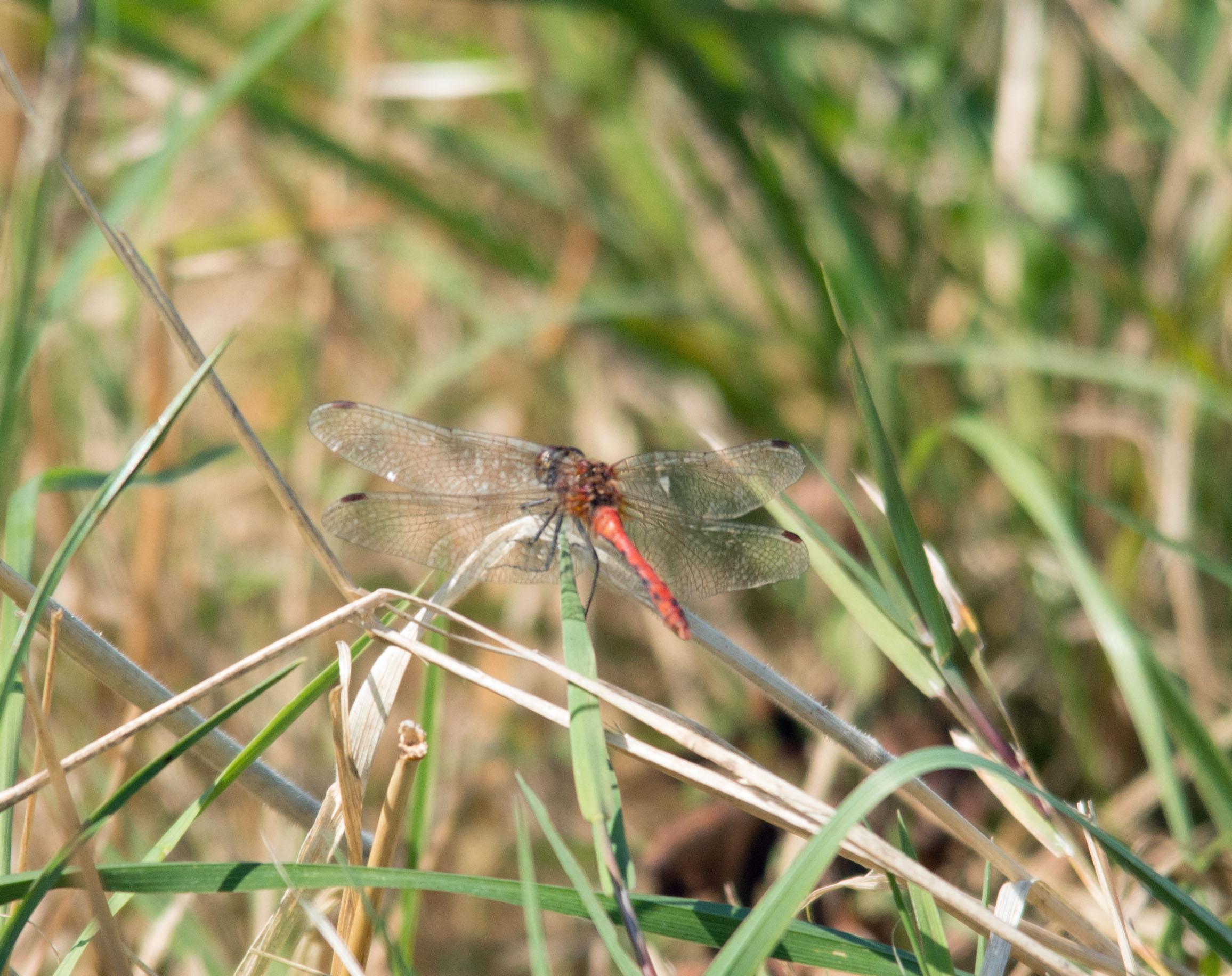 Migrant Hawker.jpg