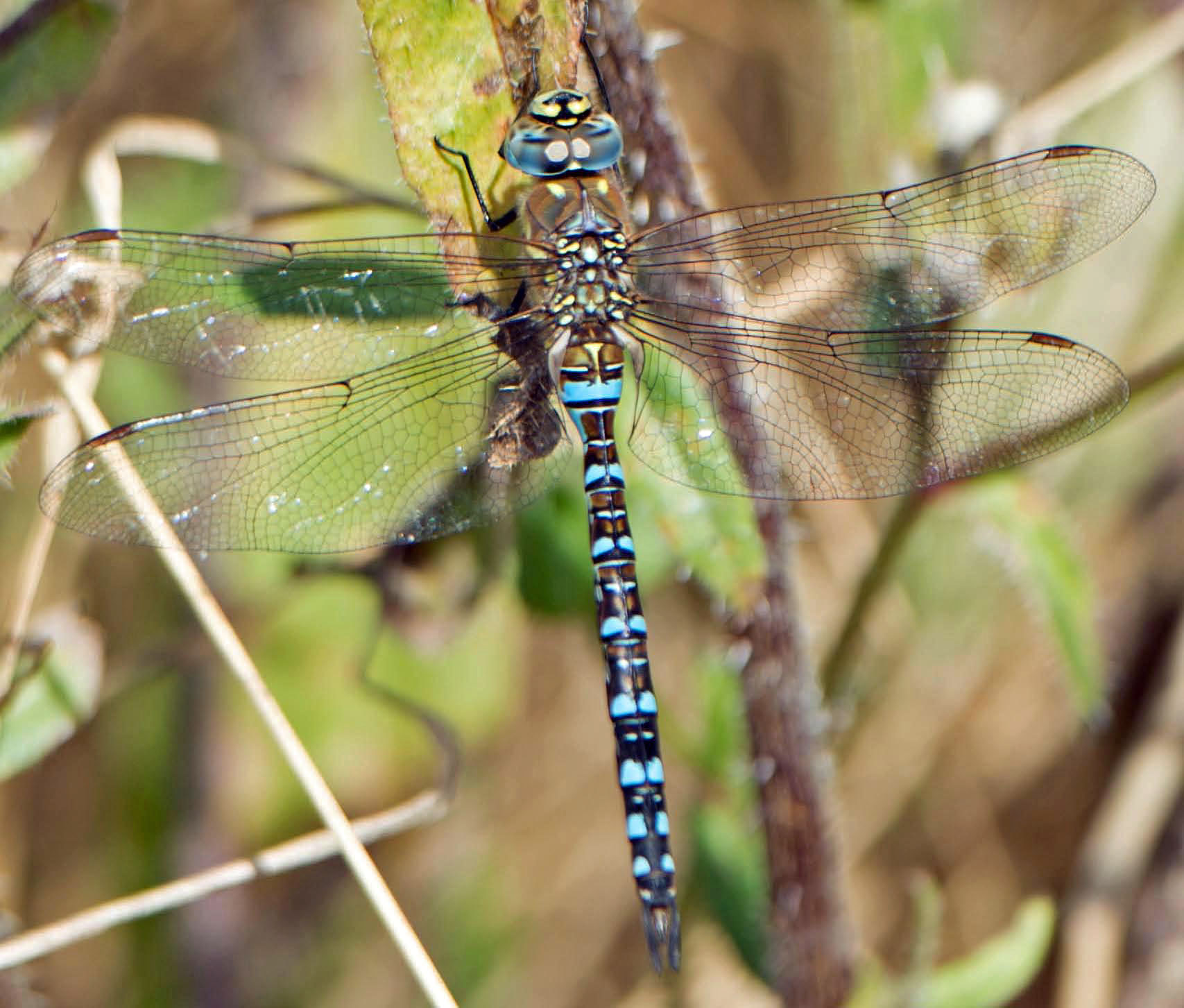 DragonFly.jpg