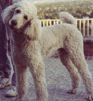 flooze poodle.jpg