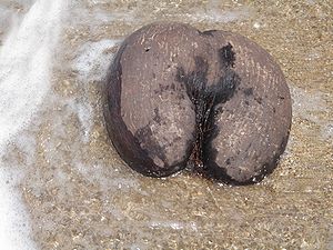 300px-Female_Coco_de_Mer_nut_in_the_surf.jpg