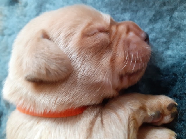Waiting to get our new puppy which will be in October.