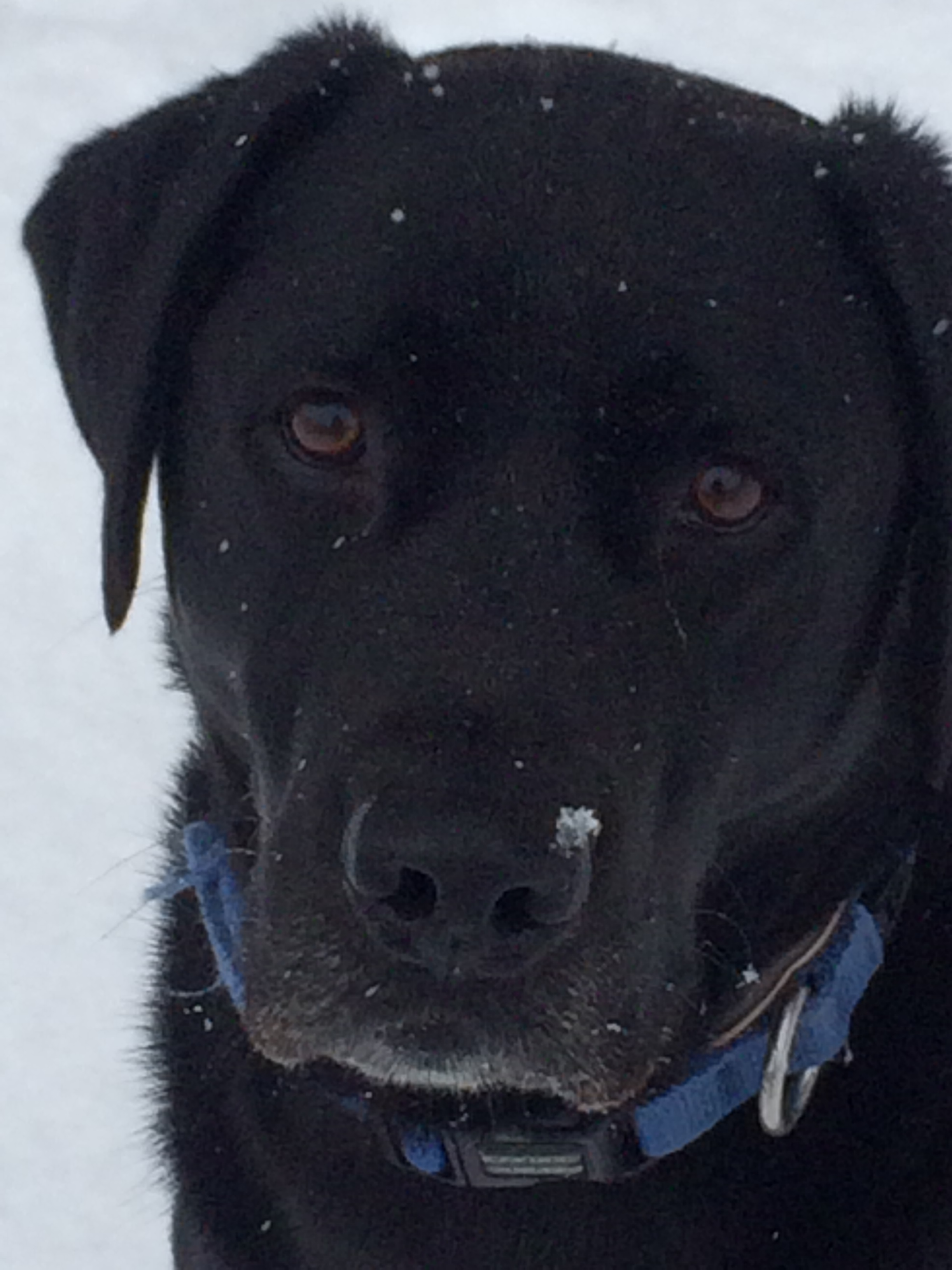 max snow nose 2.jpg
