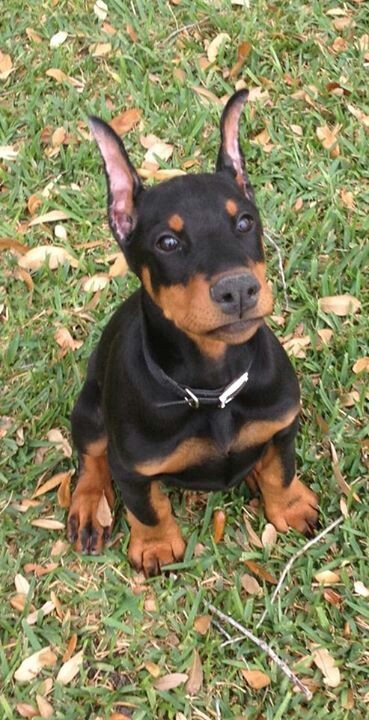Dobermann-12.jpg