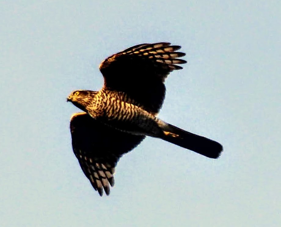 IMG_4351.JPG