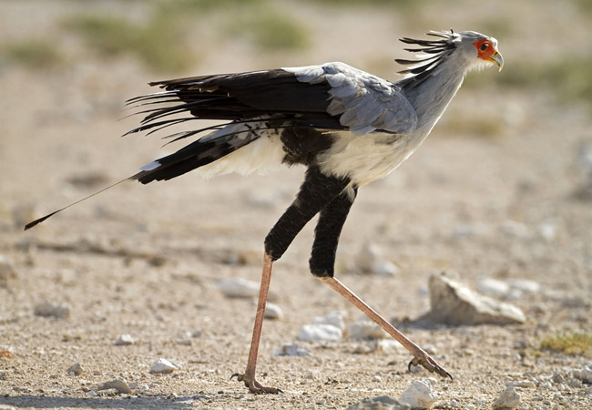 Secretary-Bird.jpg