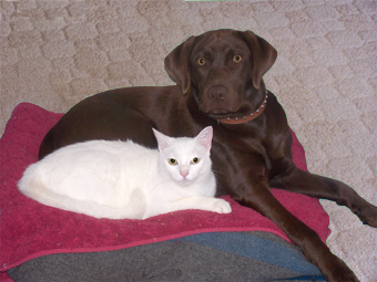 Copy of Dog & cat 3 copy.jpg 2.jpg