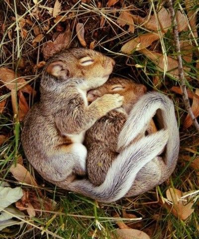 squirrels.jpg