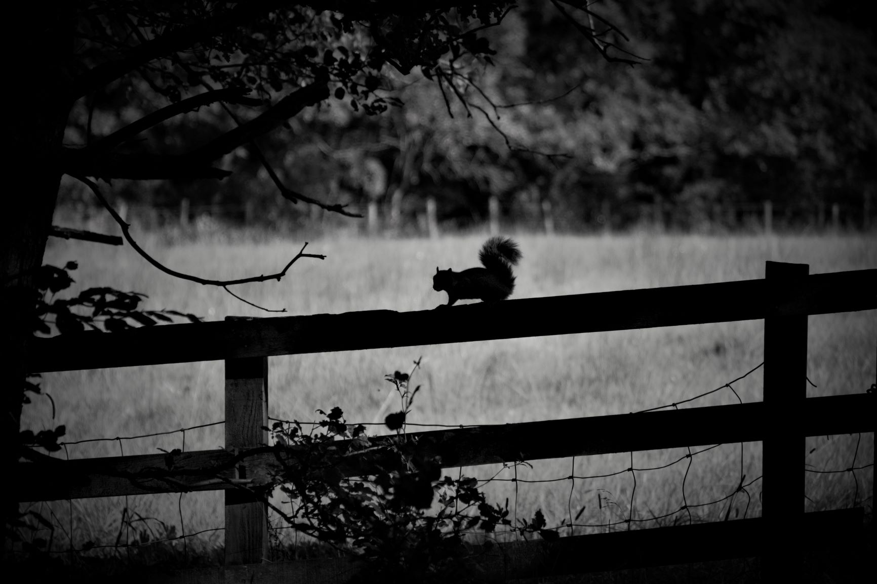 Squirell.jpg