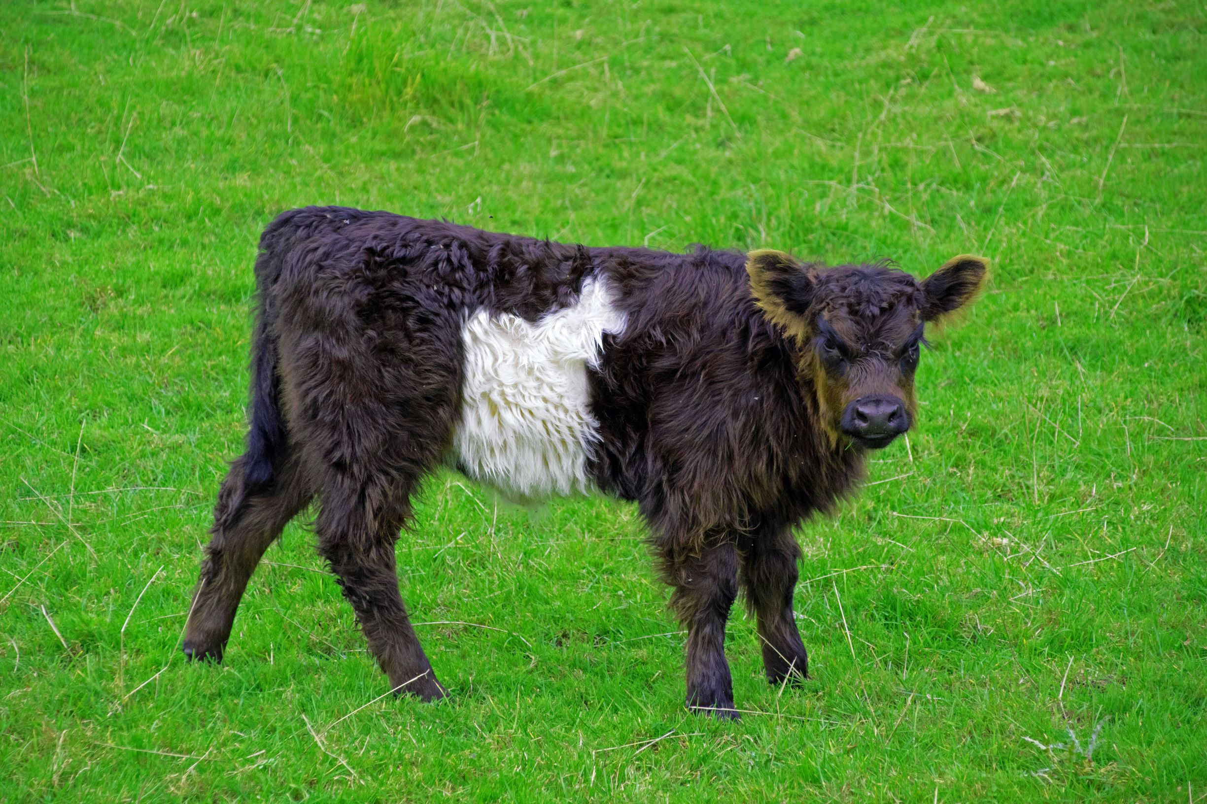 Belted Galloway.jpg