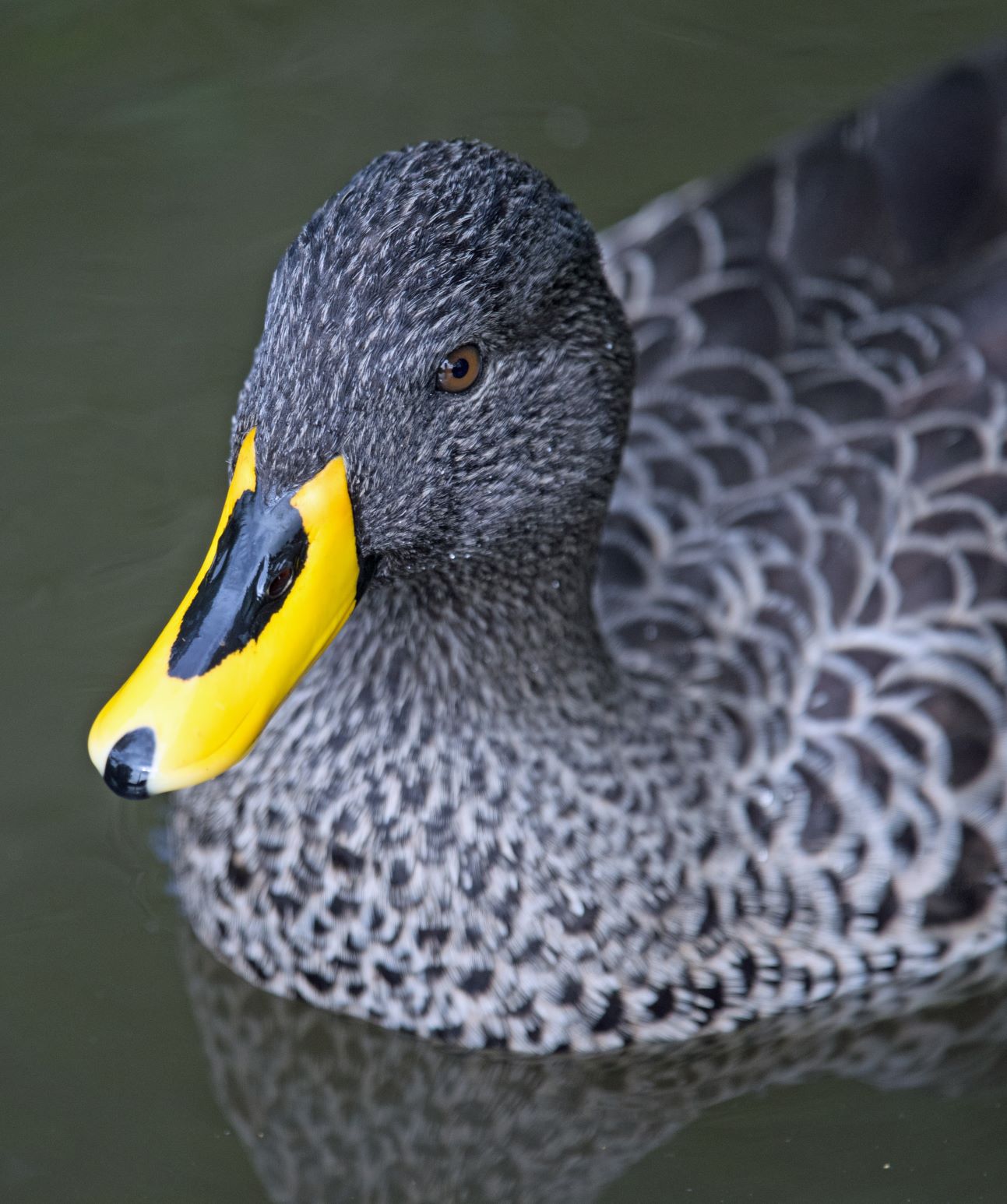 Spot Billed Duck 2.jpg