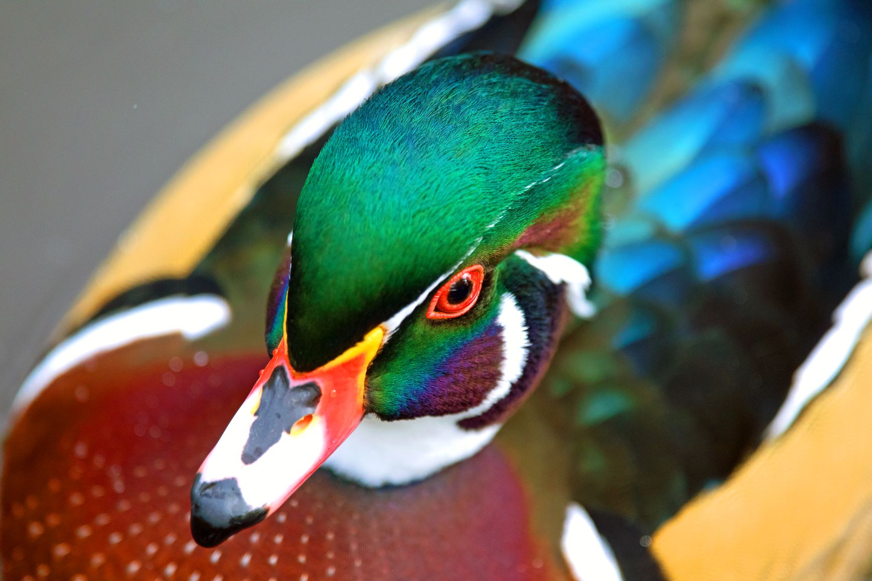 Wood Duck 2.jpg