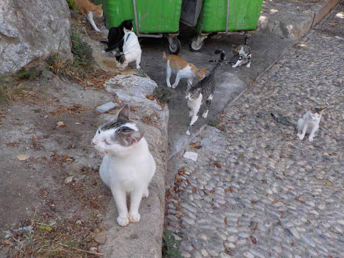 Pussy Calendar Rhodes.jpg