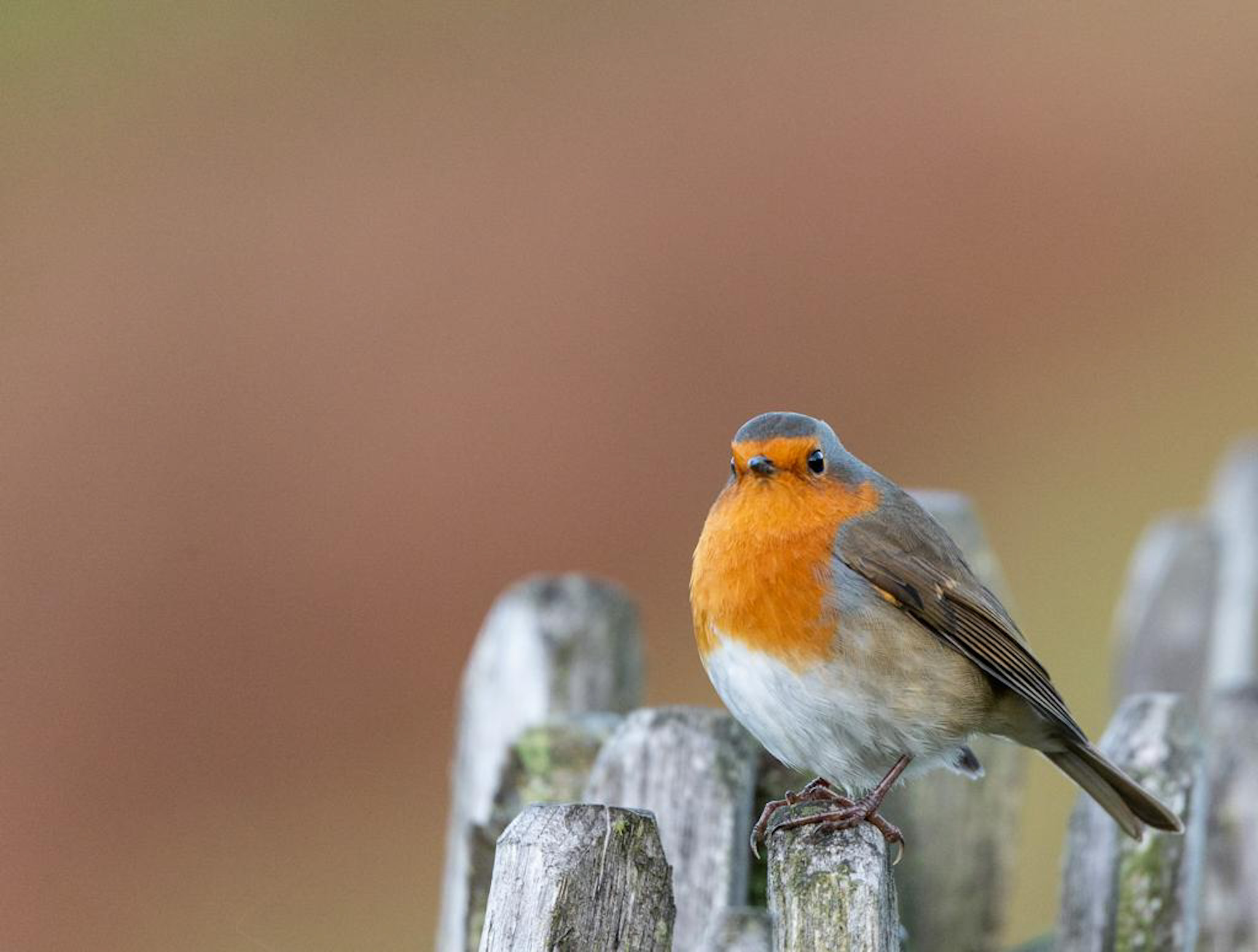Cheeky robin at ingleton