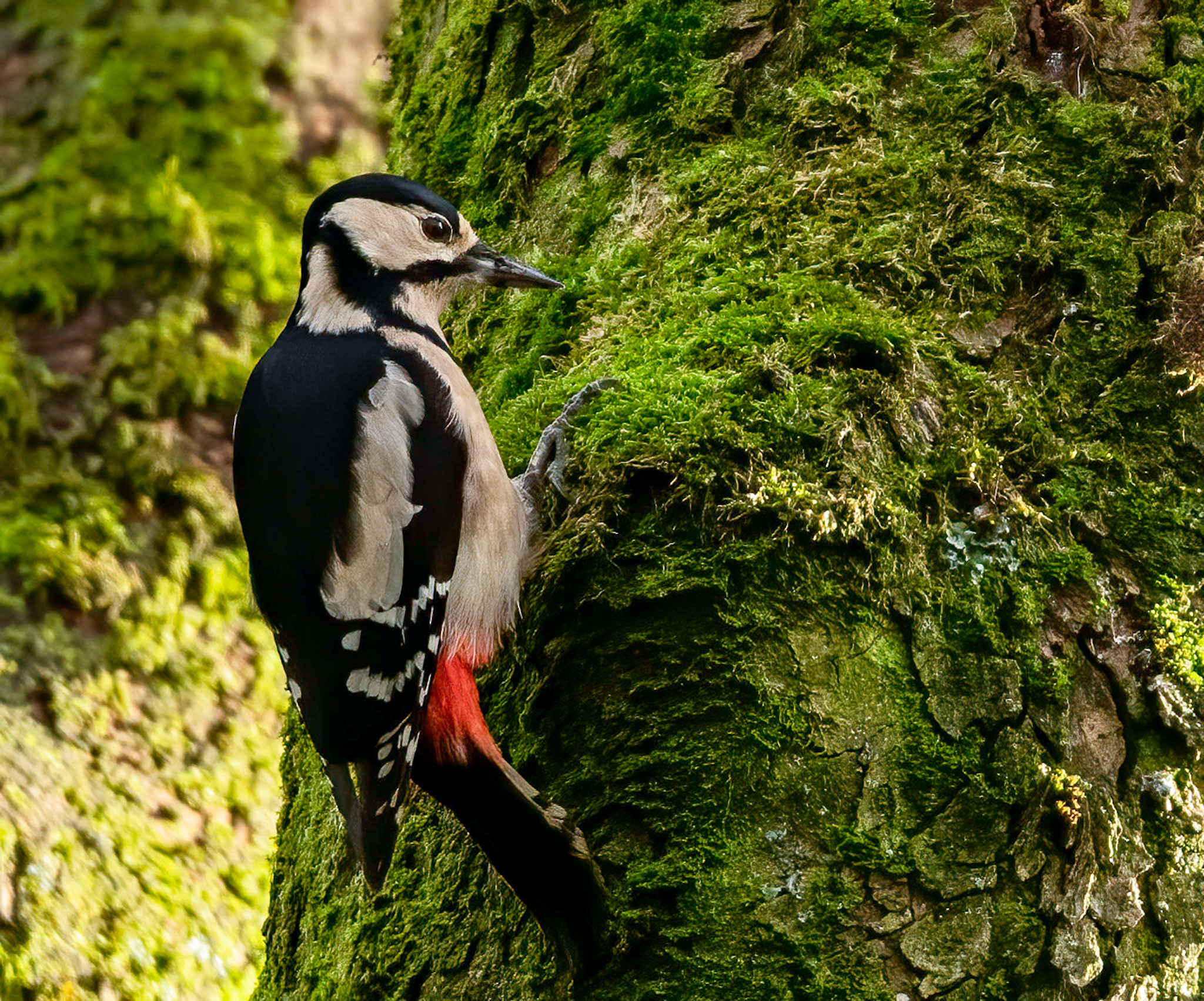 Great spotted woodpecker  up Towneley