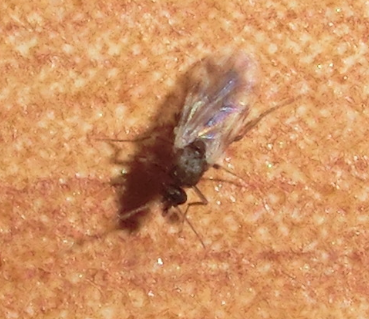 Culicoides_impunctatus.png