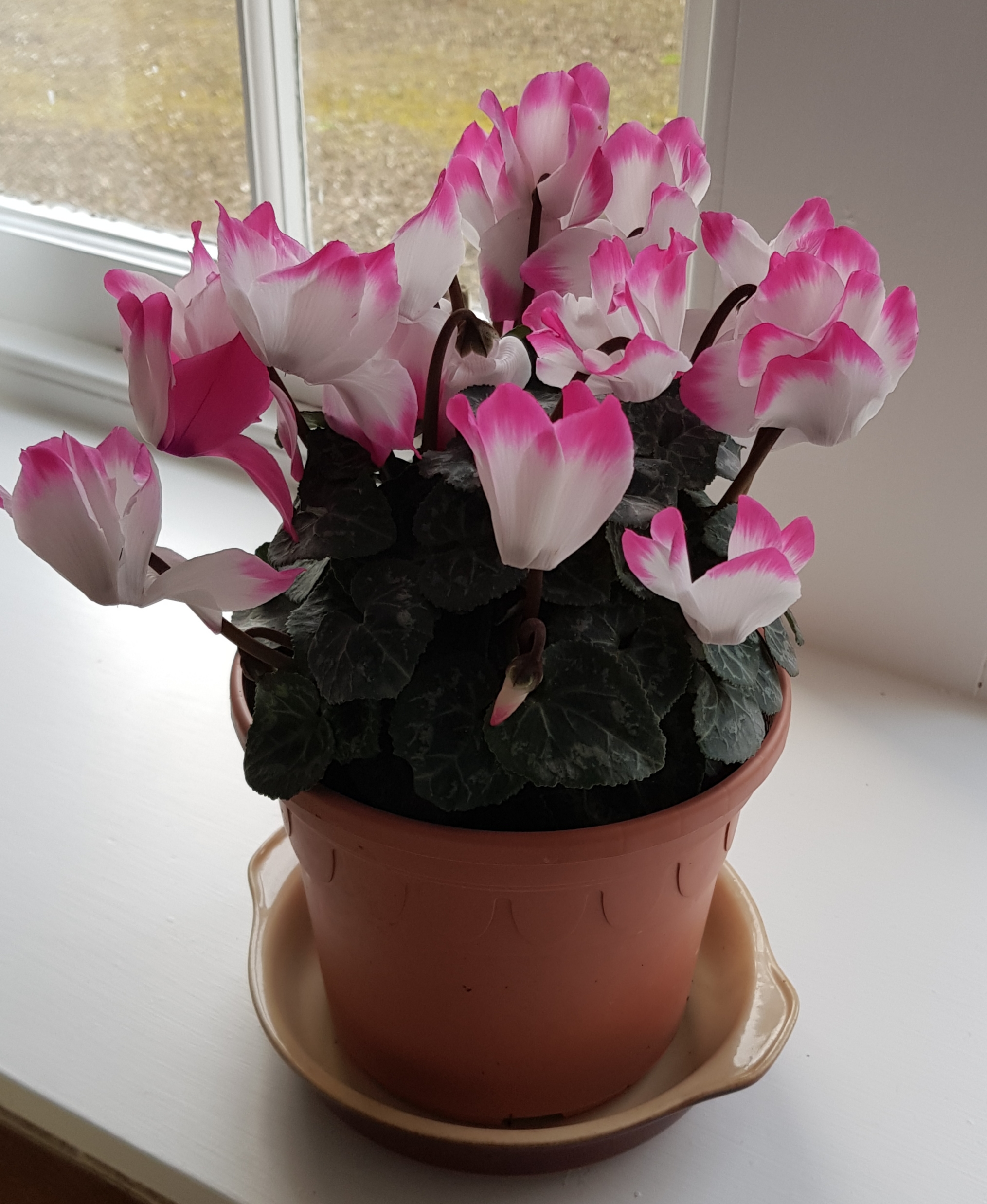 20201201_102700.jpg