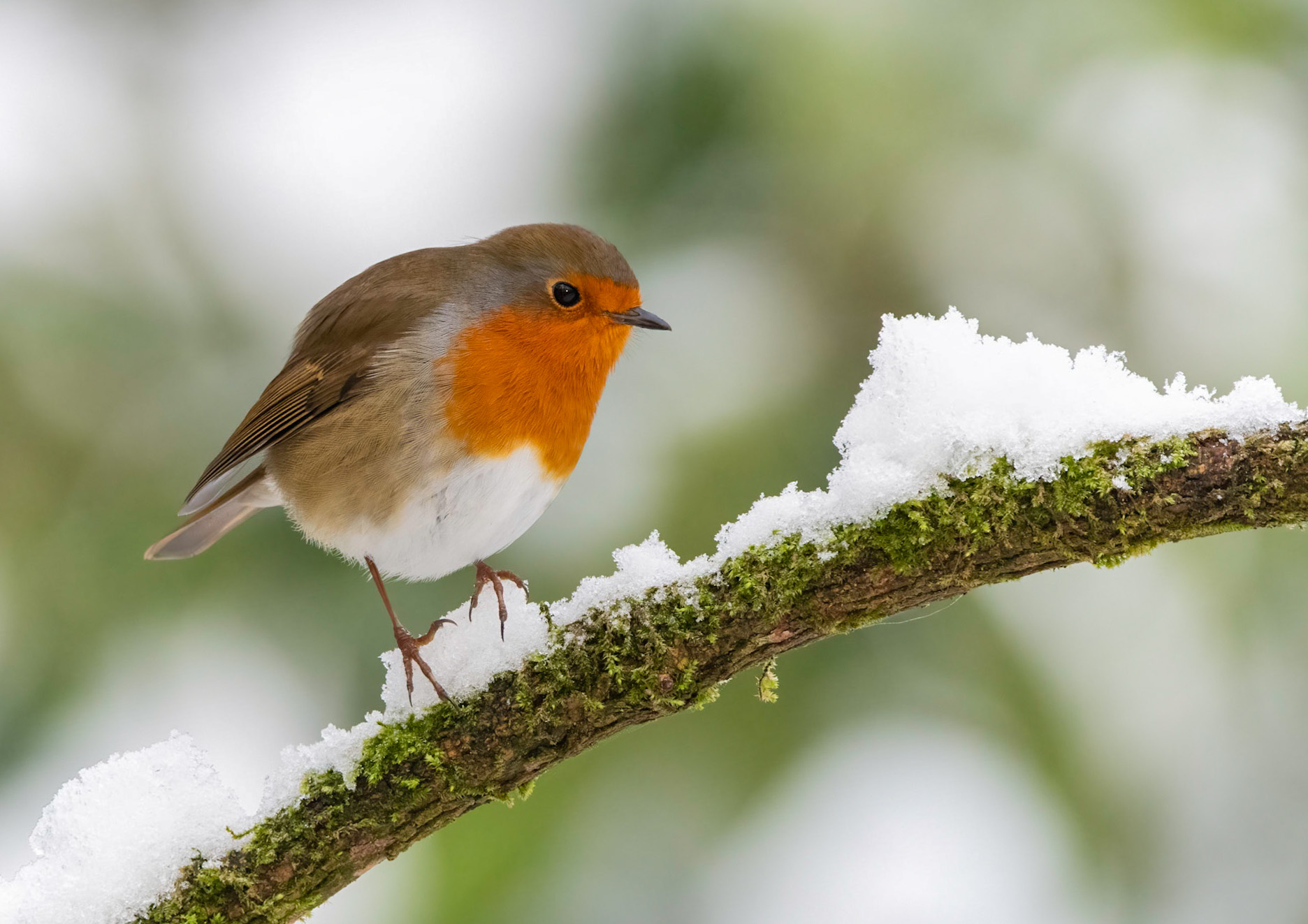 Robin in towneley park