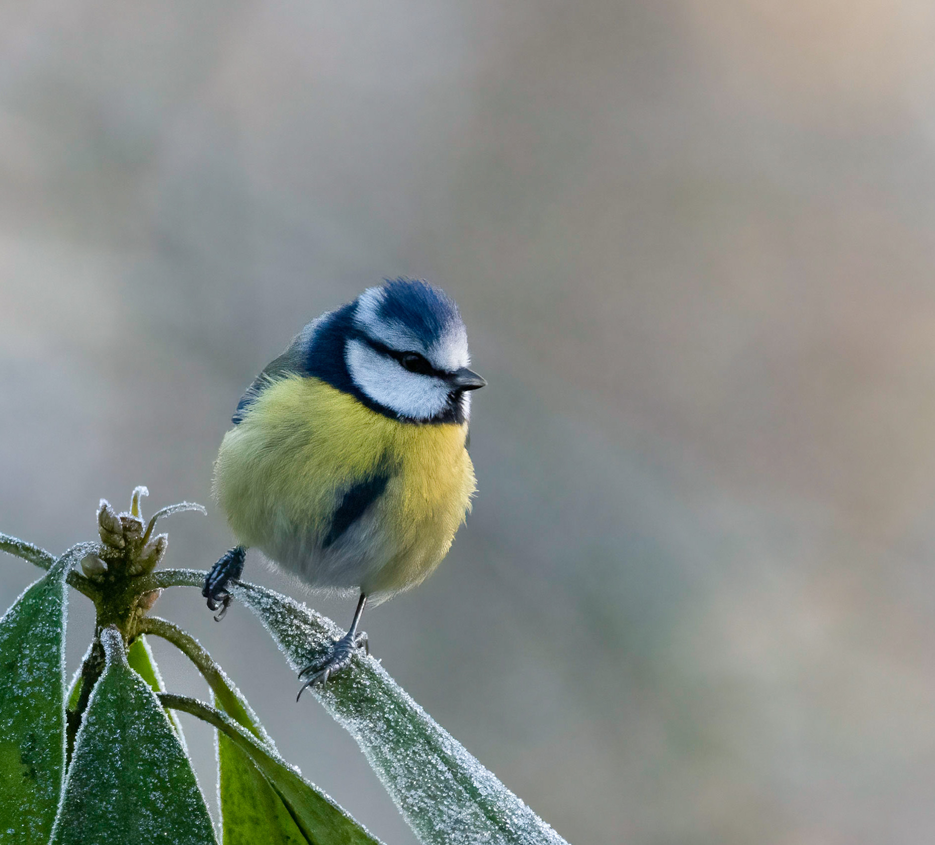 Frosty  Blue Tit