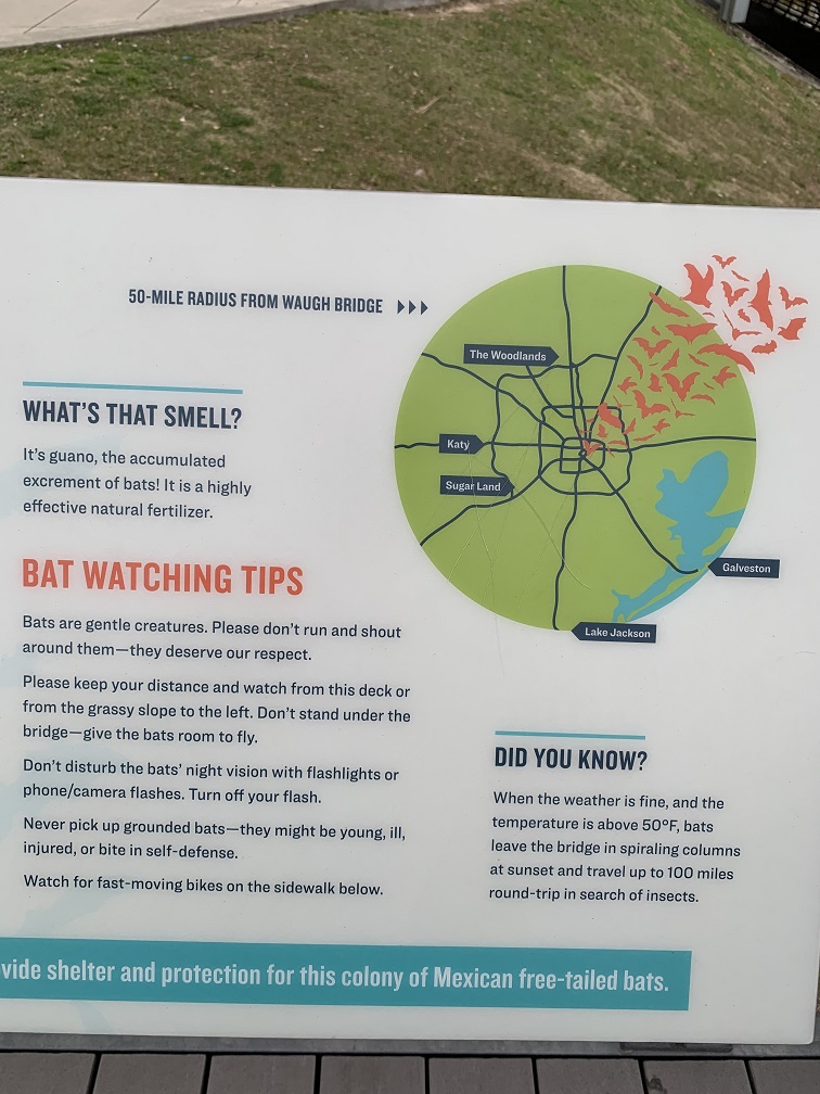 Bat.jpg