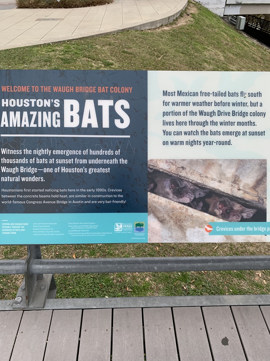 Bat2.jpg