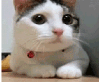 998edeb8ca7e15f9f4fcb27d8bddeaf8_w200.gif