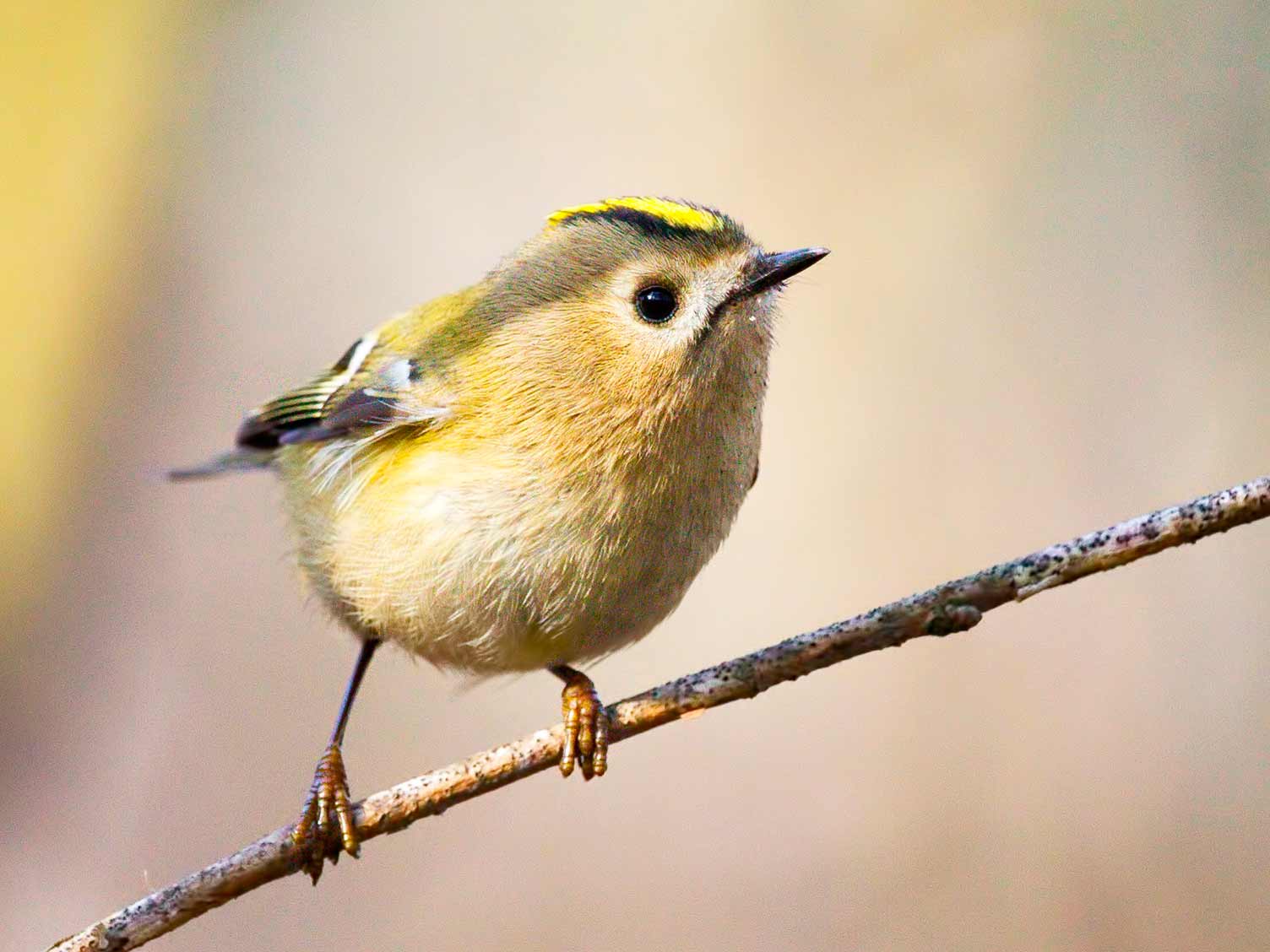 UK_wildbirds-15-goldcrest.jpg