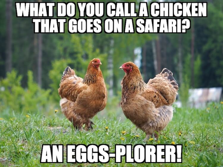 Hen-Pun.jpg