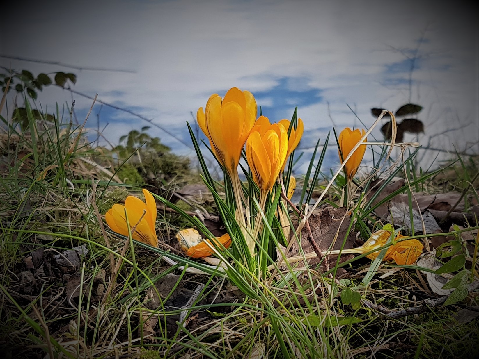 Crocus.jpg