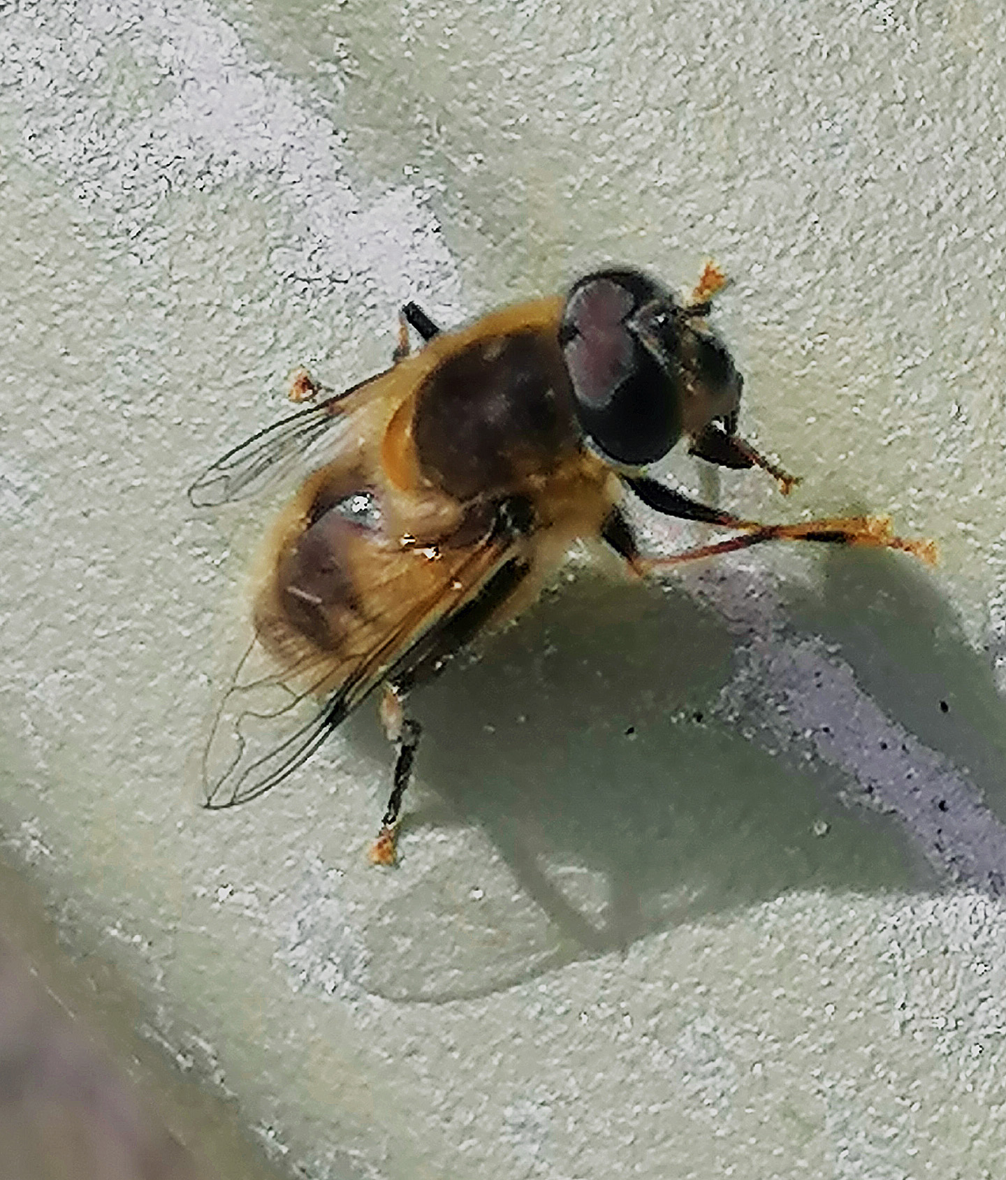 Bee.jpg