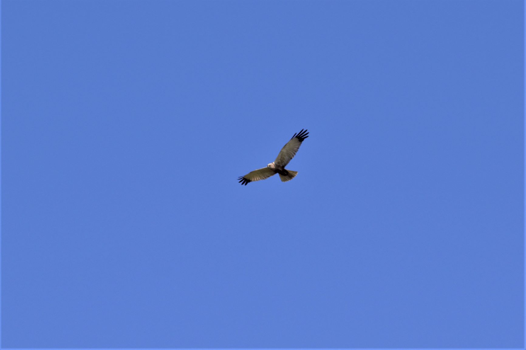 Female Marsh Harrier.jpg