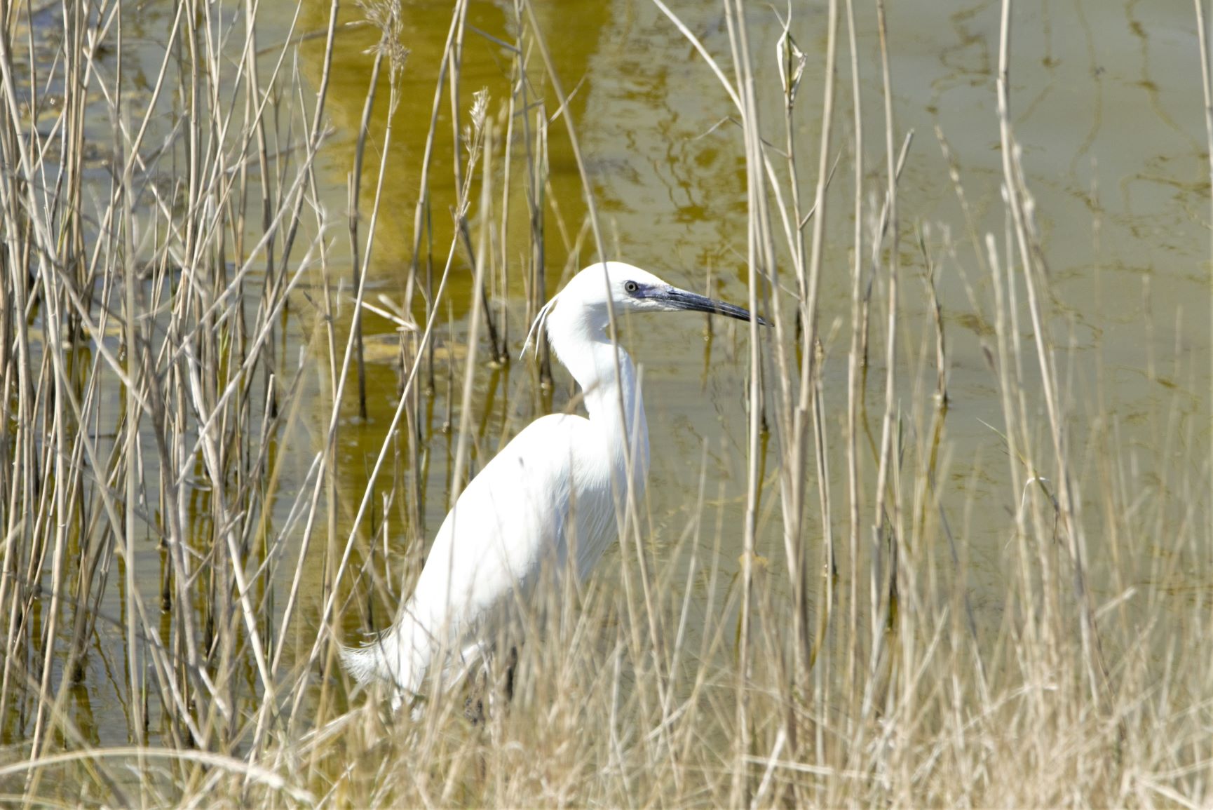 Little Egret.jpg