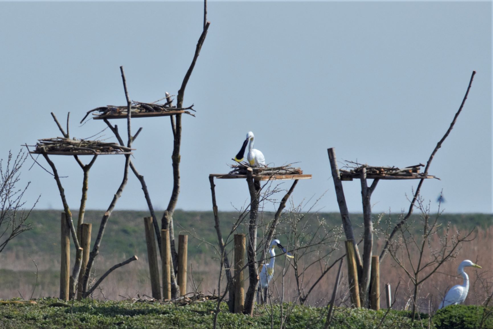 Spoonbill.jpg