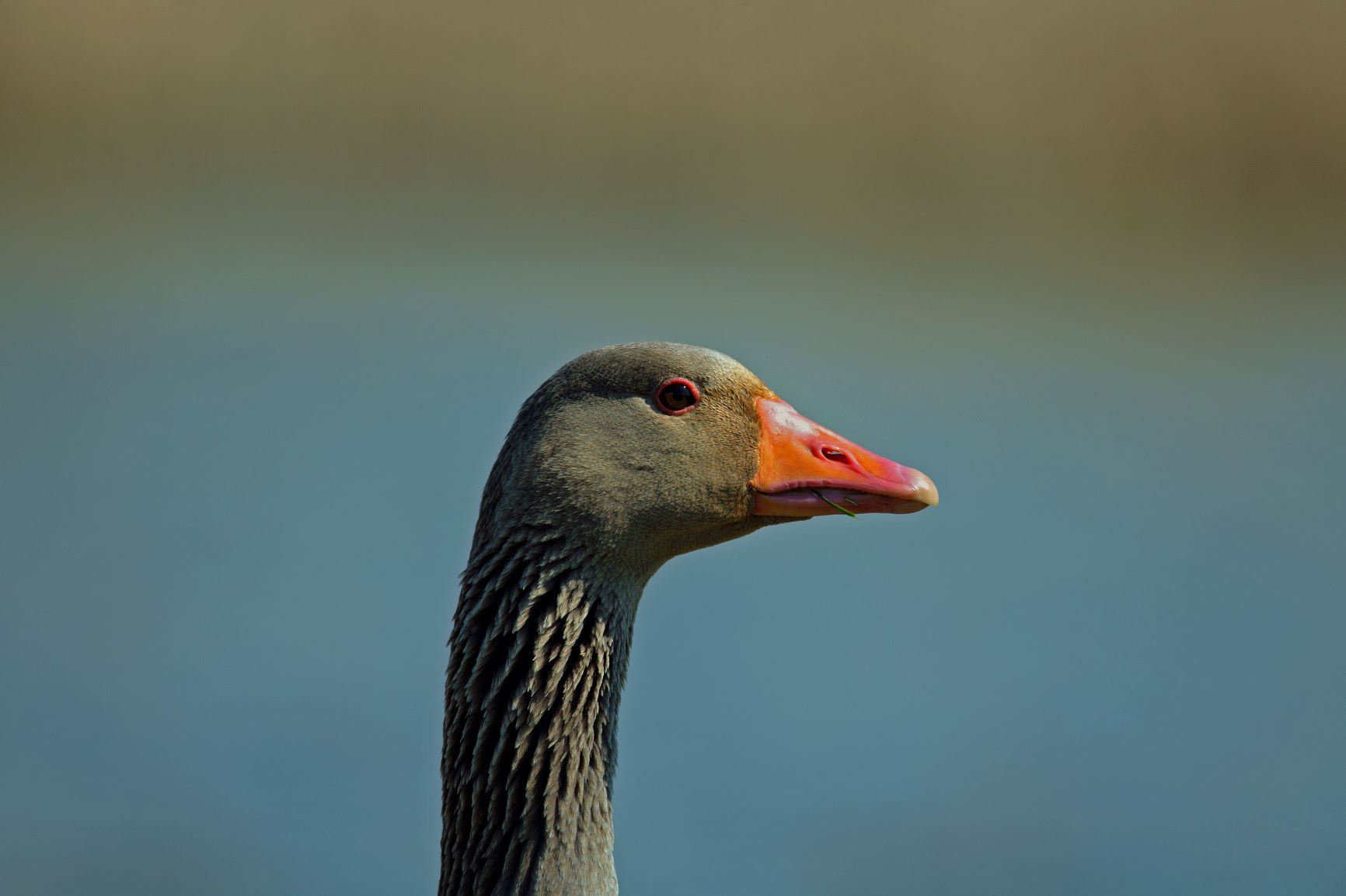 Greylag at Frampton.jpg
