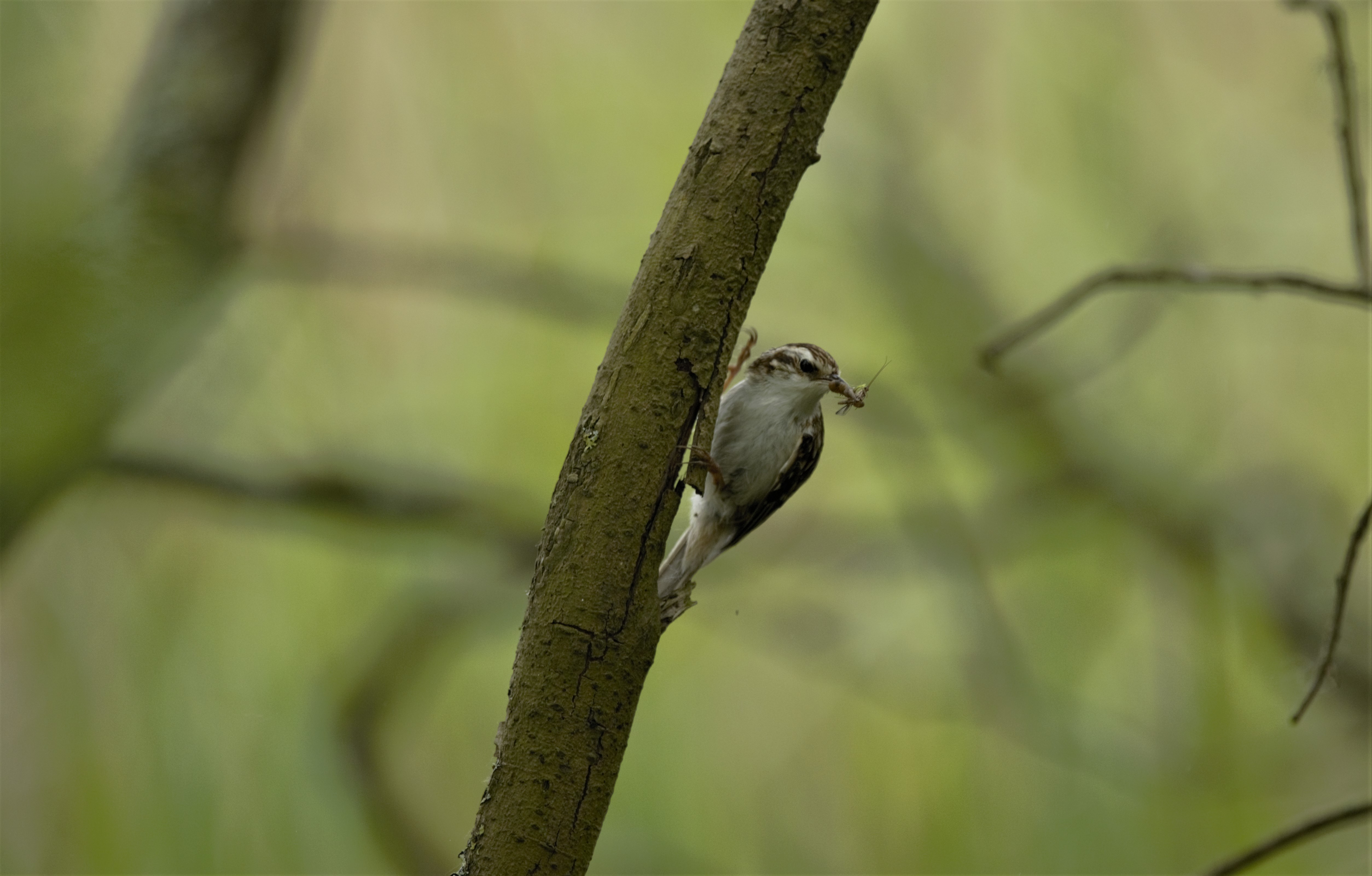 Tree Creeper at Leighton Moss