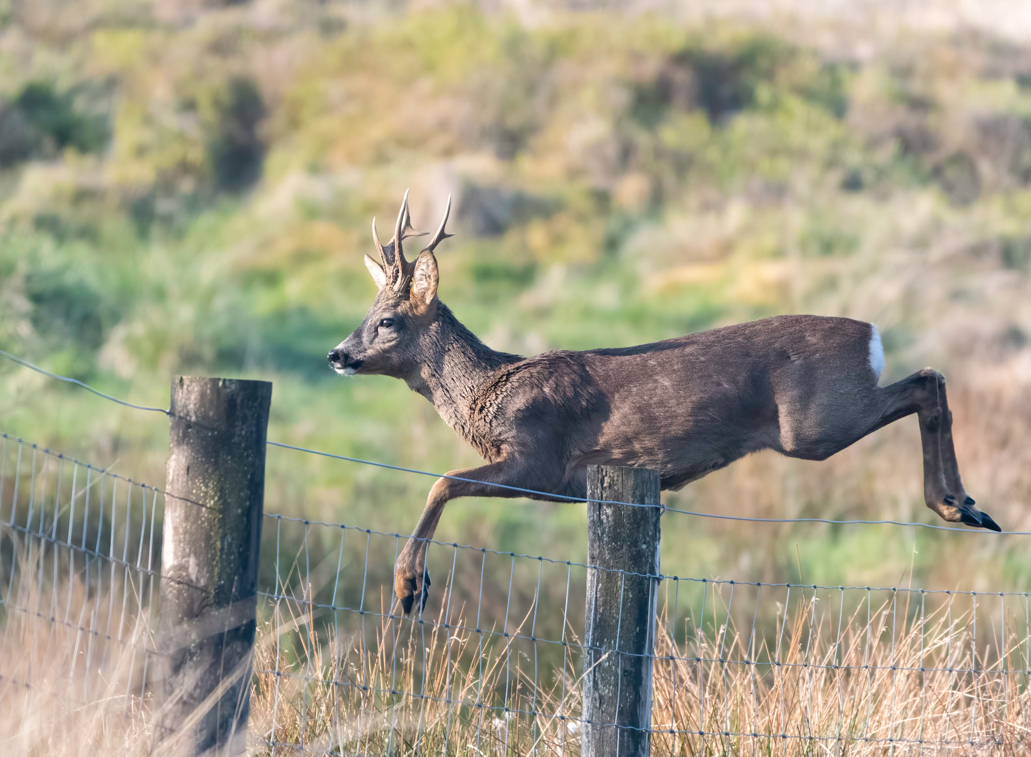 Early morning leaping Deer