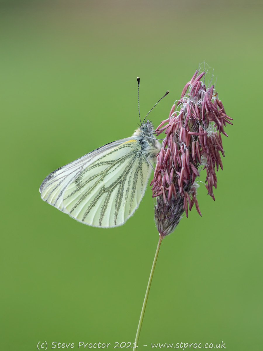 Green Veined White