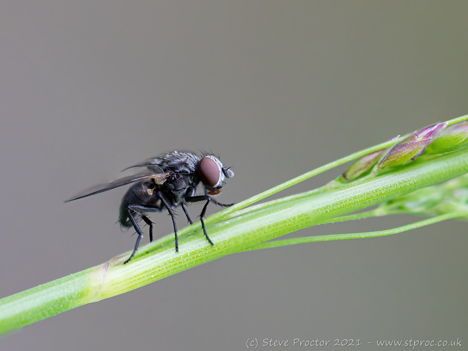 A Bluebottle, I think!