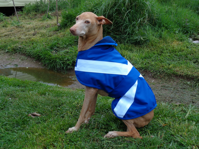 7276702-Saltire-Dog-Coats-Scottish-Flag-Dog-Coats-0.jpeg.jpg