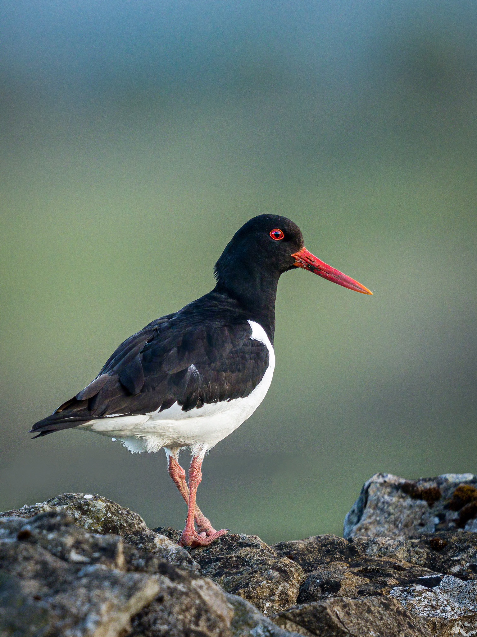 Oscar the Oystercatcher