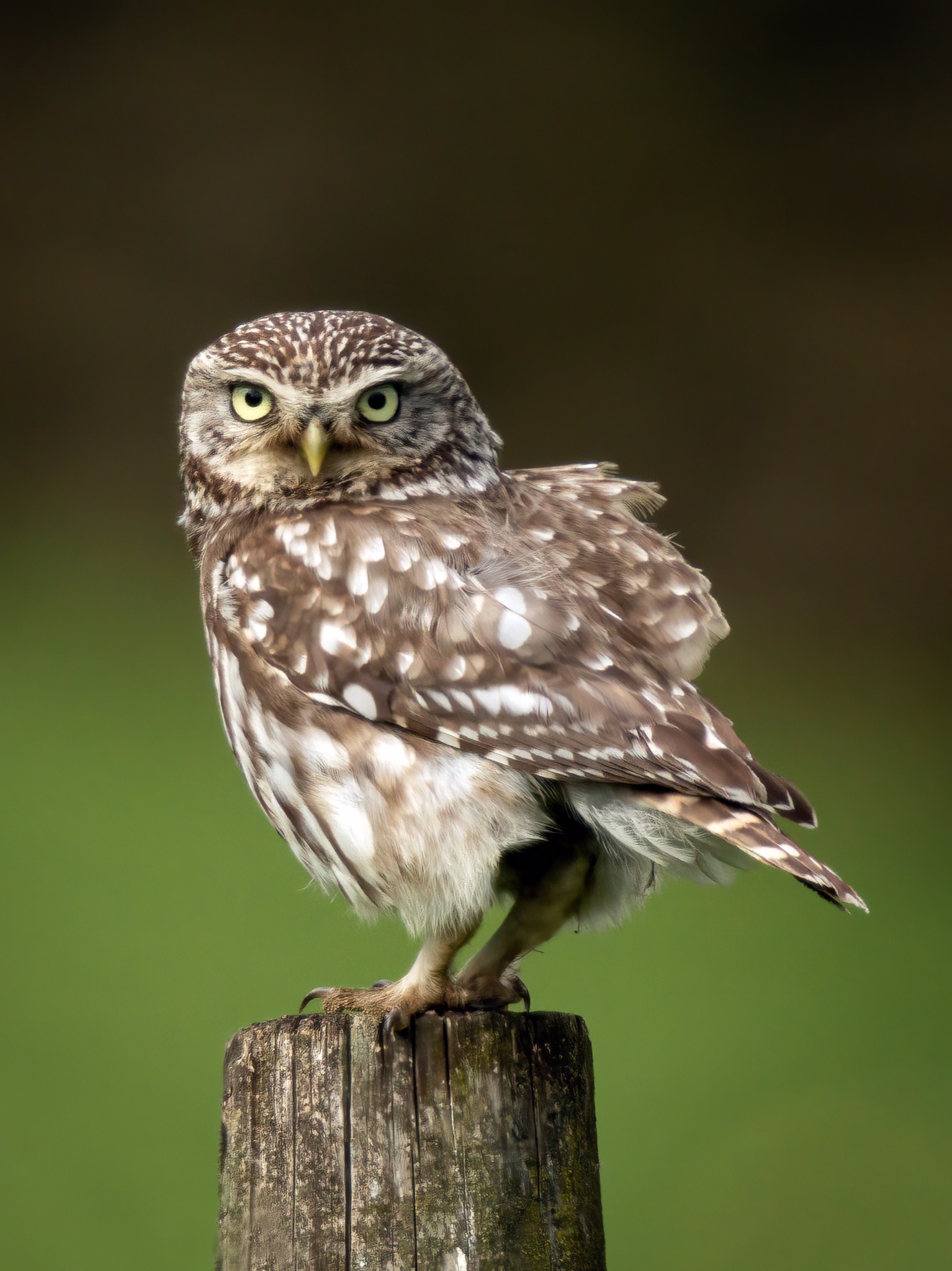 Little Owl