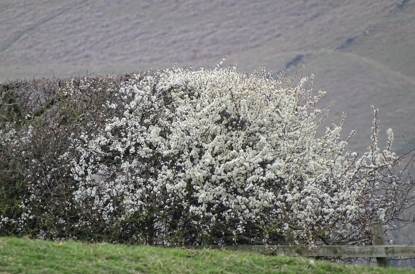 DSC00606_1.JPG